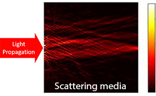 Focus Light through scattering media